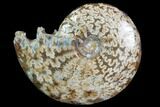 Polished, Agatized Ammonite (Cleoniceras) - Madagascar #97348-1